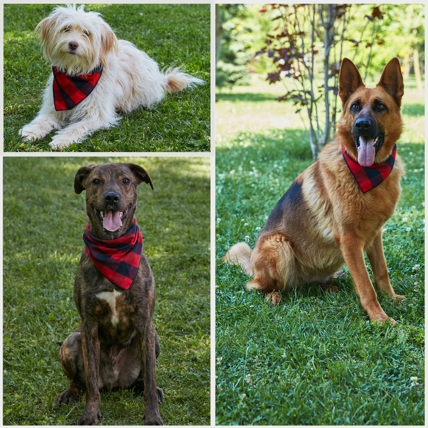 Red and Black Plaid Football Dog Bandana