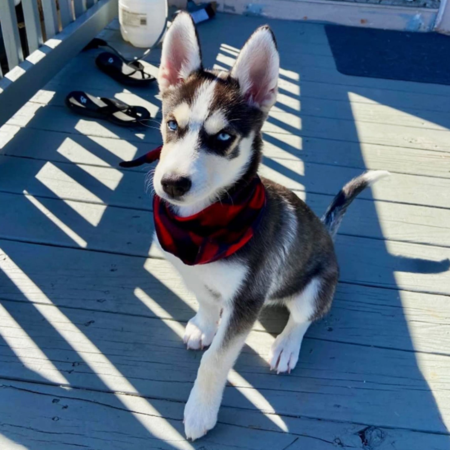 Red and Black Plaid Football Dog Bandana