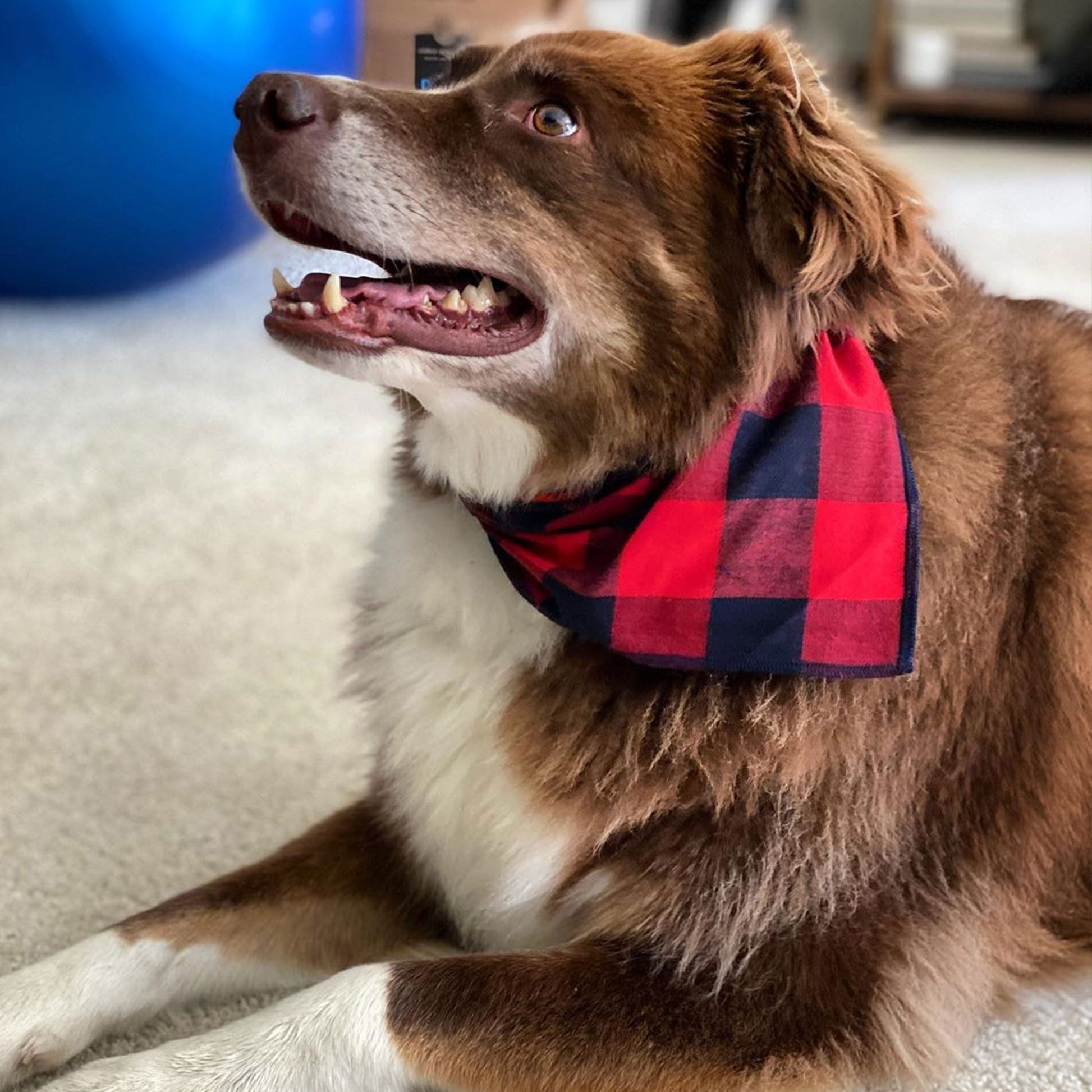 red dog scarf, puppy bandana, bandanas for dogs, dog bandanas for medium size dogs, dog bandana small
